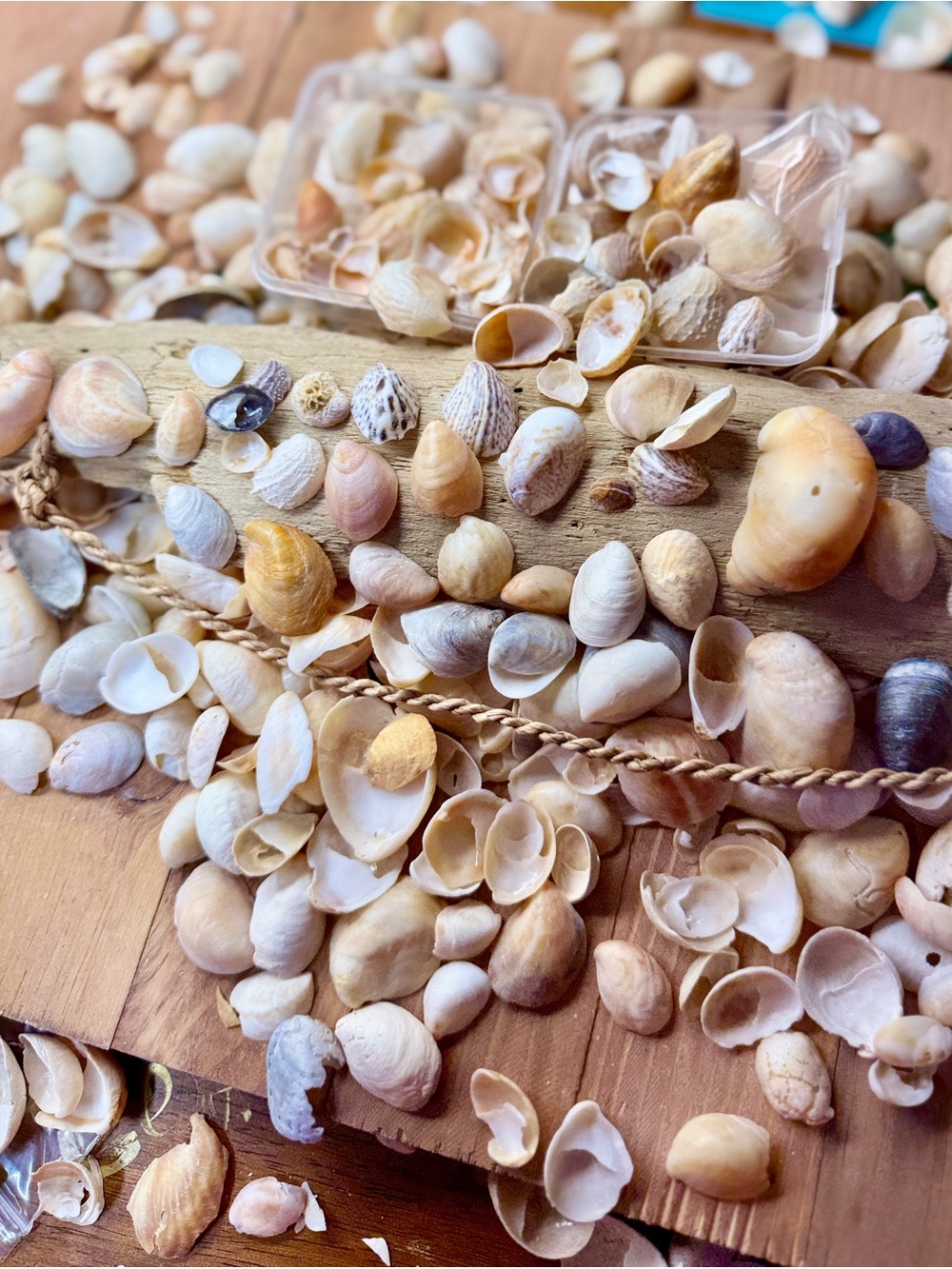 100 Mixed Natural Slipper Seashells Craft Shells Asst Colors Bulk Lot Bag DIY